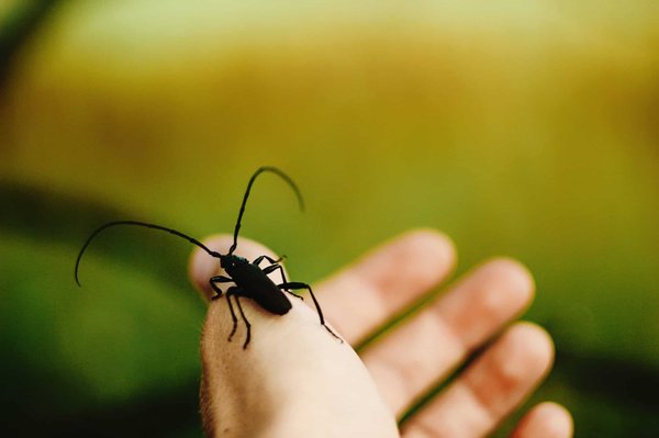 Des alternatives écologiques et naturelles pour lutter contre les capricornes et sauver vos objets en bois !