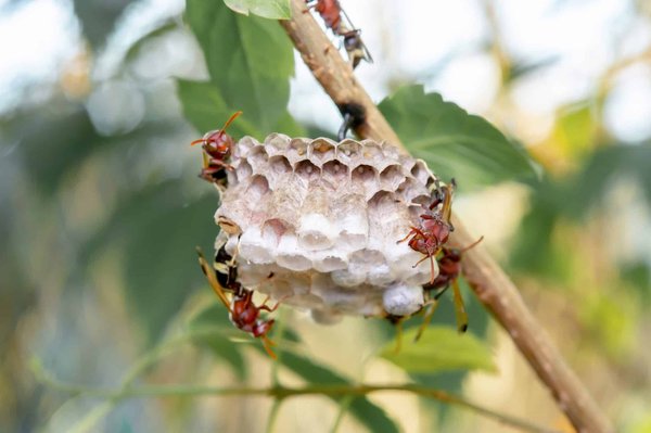 Conseils pour exterminer les nids de guêpes efficacement