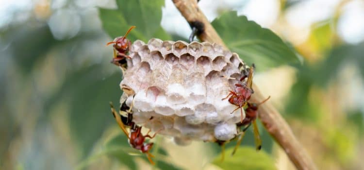Conseils pour exterminer les nids de guêpes efficacement