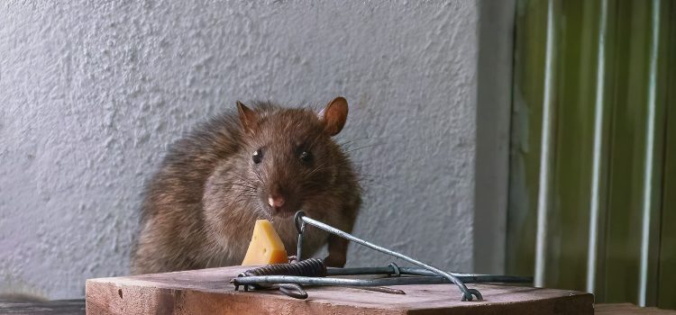 Faites appel à un expert anti-nuisible pour la lutte contre les rats
